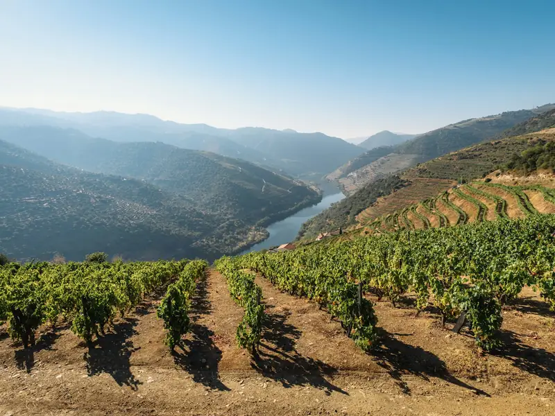 Terraced vineyards descending to the Douro river in northern Portugal